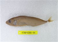 藏品(金帶花鯖)的圖片